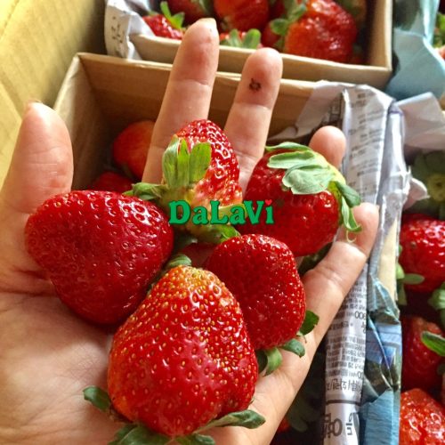 Dâu tây Đà Lạt