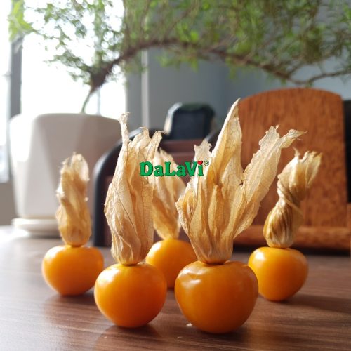 Trái Tầm bóp (thù lù)