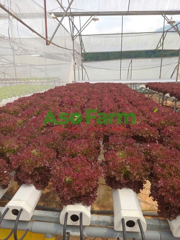 Xà lách lô lô tím - Hình ảnh 3