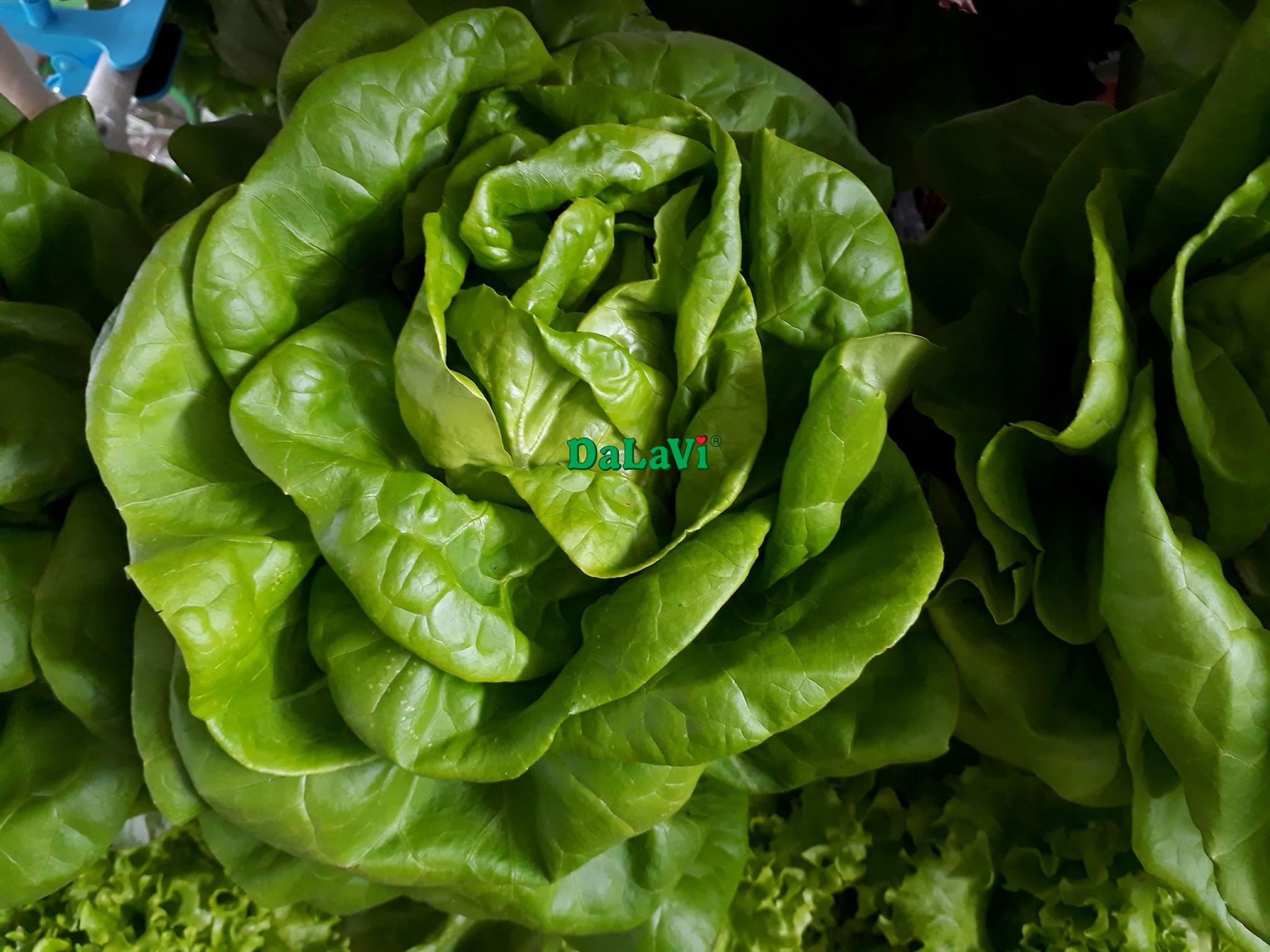 Cách làm salad cá hồi đơn giản từ rau thủy canh Đà Lạt