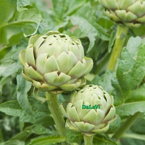 Atiso tươi Đà Lạt