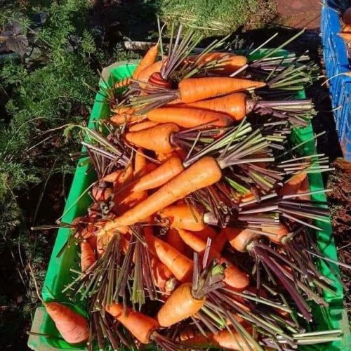 Cà rốt Đà Lạt