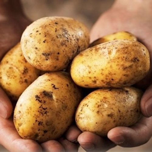 Khoai tây Đà Lạt