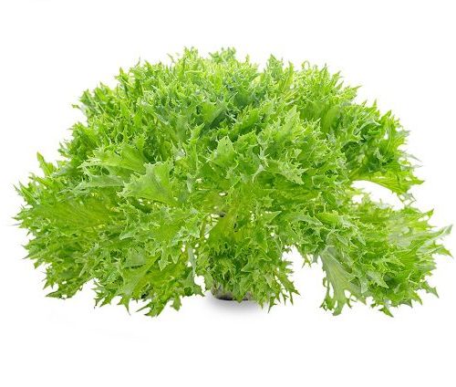 Xà lách thủy tinh