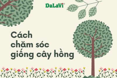 Cách chăm sóc cây hồng ăn quả