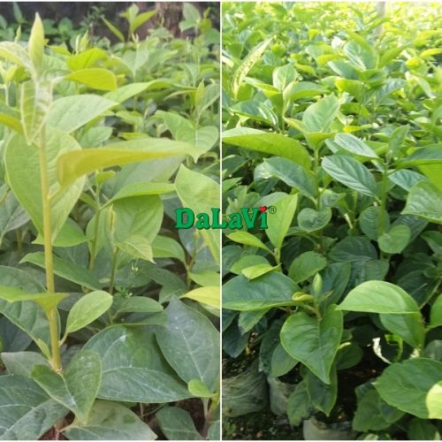 Cây giống Hồng trứng Đà Lạt