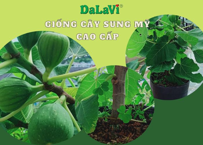 Công dụng của quả sung Mỹ, "siêu trái cây" cho bạn