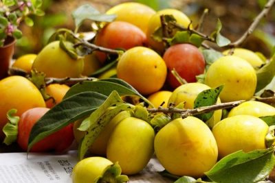 Giống cây hồng trứng mang lại hiệu quả kinh tế cao