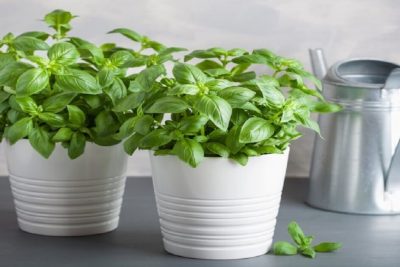 Nguồn gốc của rau thủy canh và các phương pháp trồng mới