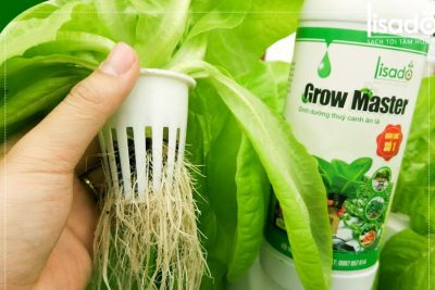 Cách trồng rau thủy canh 100% thành công và dễ thực hiện