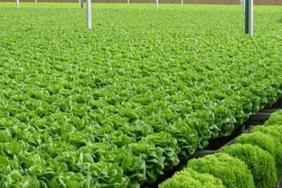 Trồng rau thủy canh Đà Lạt xanh tốt với các tiêu chí sau