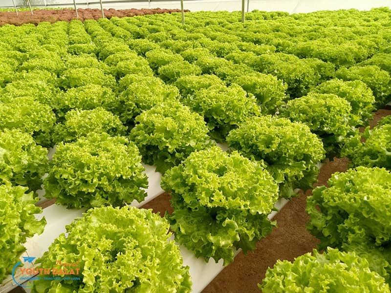 Mua sỉ rau Đà Lạt với đa dạng rau thủy canh, rau gia vị