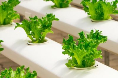 Rau củ sạch Đà Lạt từ những người nông dân chất phác