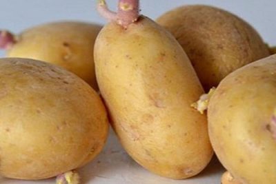 Những thực phẩm mọc mầm gây ung thư không nên ăn?