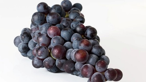 Ăn nhiều nho giúp tăng cường hệ miễn dịch