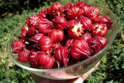 2 cách ngâm hoa atiso đỏ lên màu đỏ đẹp mắt bạn nên thử