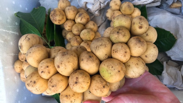 9-loai-trai-cay-dac-trung-cua-mua-he-ban-nen-thuong-thuc12