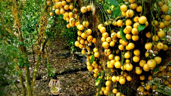 Các vườn dâu miền Tây chín rộ từ tháng 3 đến cuối tháng 4 âm lịch, riêng dâu Hạ Châu (đặc sản Phong Điền, Cần Thơ) thu hoạch từ tháng 6 đến tháng 9 âm lịch.