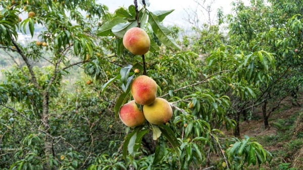 Đào Sapa vào mùa bắt đầu từ cuối tháng 5 đến hết tháng 6. Nếu sang đến tháng 7, đào Sapa chỉ còn những quả nhỏ.