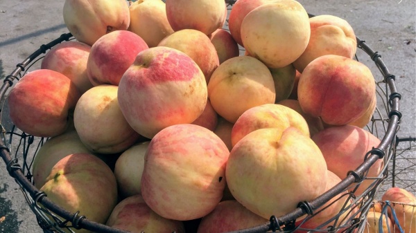 Các chị em nội trợ còn tranh thủ mua đào về để ngâm dùng dần sau mùa rộ.