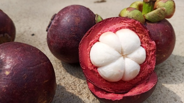 Những nước Đông Nam Á: Việt Nam, Thái Lan, Philippines, Myanmar,.. với khí hậu nóng ấm tạo điều kiện cho cây măng cụt dễ mọc.