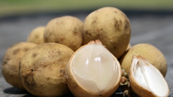 Cũng từ đó bòn bon được vua nhà Nguyễn ban cho cái tên trái nam trân (quả quý phương nam) hay trái trung quân, cùng thông lệ tiến cống lên triều đình hằng năm.