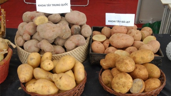 ban-da-biet-cach-phan-biet-cac-loai-rau-cu-viet-nam-va-trung-quoc-chua12