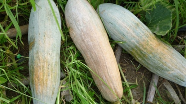 ban-da-biet-cach-phan-biet-cac-loai-rau-cu-viet-nam-va-trung-quoc-chua13