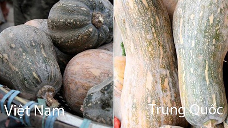 ban-da-biet-cach-phan-biet-cac-loai-rau-cu-viet-nam-va-trung-quoc-chua14