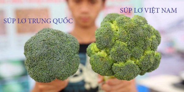 ban-da-biet-cach-phan-biet-cac-loai-rau-cu-viet-nam-va-trung-quoc-chua15