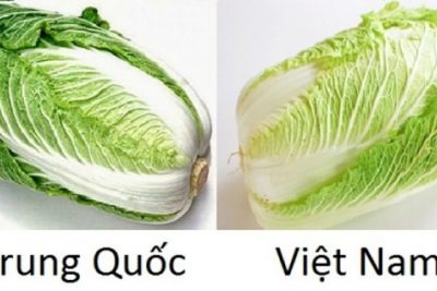 Bạn đã biết cách phân biệt các loại rau củ Việt Nam và Trung Quốc chưa?