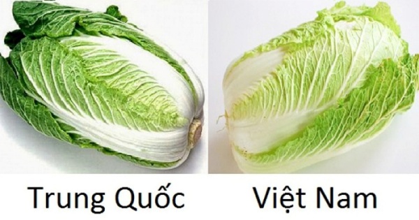 ban-da-biet-cach-phan-biet-cac-loai-rau-cu-viet-nam-va-trung-quoc-chua18