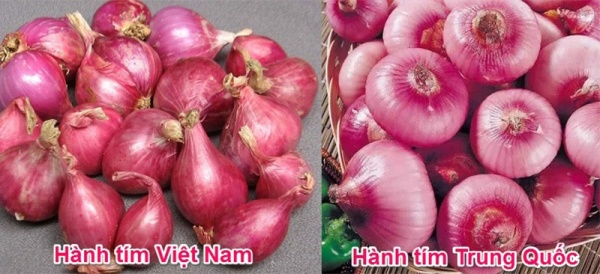 ban-da-biet-cach-phan-biet-cac-loai-rau-cu-viet-nam-va-trung-quoc-chua8