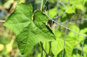 bat-mi-cong-thuc-lam-dep-da-voi-trai-muop-huong-va-kho-qua-danh-cho-cac-chi-em1