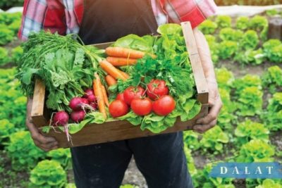 Có nên chọn mua rau củ Đà Lạt online? Địa chỉ mua rau củ quả online đảm bảo tại Đà Lạt