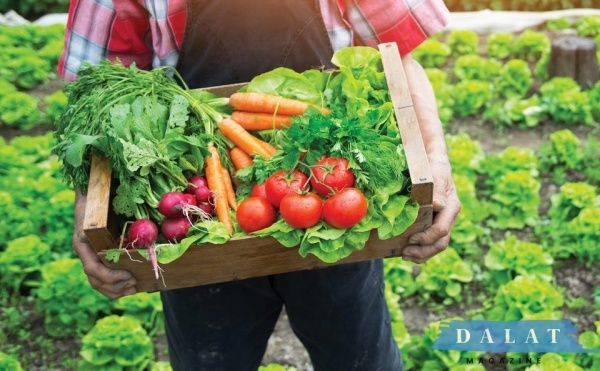 Mua sỉ rau củ quả Đà Lạt số lượng lớn từ ASO FARM