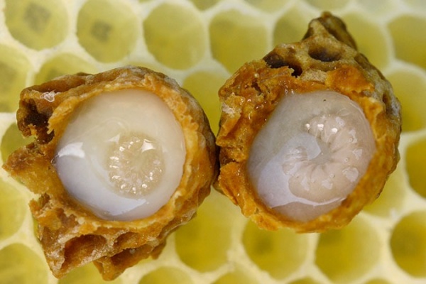 Thành phần chủ yếu của sữa ong chúa bao gồm nước, carbs, protein và chất béo.