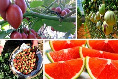 Địa chỉ uy tín mua trái cây ở Đà Lạt có thể bạn chưa biết