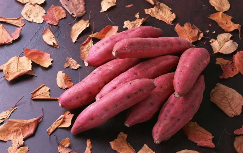 Khoai lang nên để ngoài vị trí thoáng mát