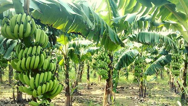 Công dụng của chuối Laba tươi Lâm Đồng, mua ở đâu uy tín