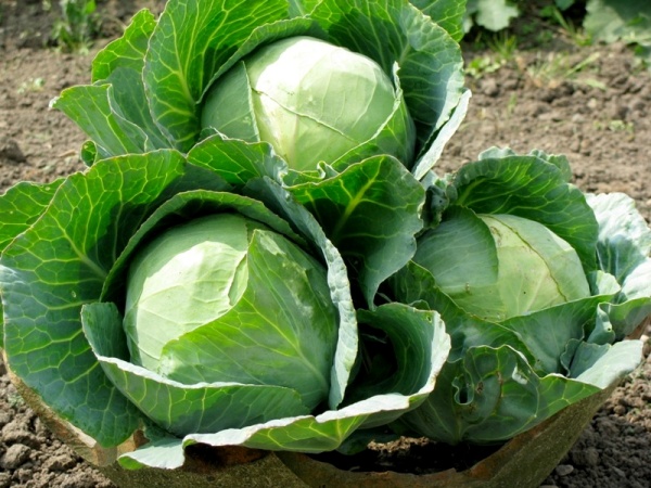 Mua sỉ rau củ quả Đà Lạt số lượng lớn từ ASO FARM