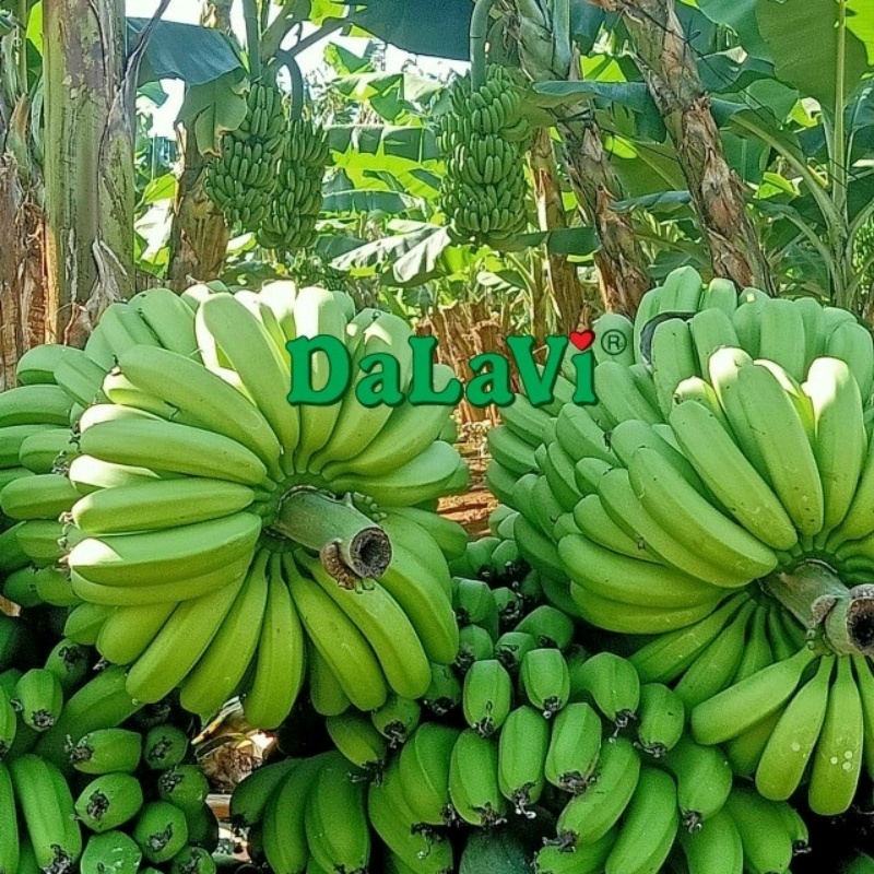 trai-cay-da-lat-gia-si-mua-trai-cay-da-lat-gia-si-o-dau2