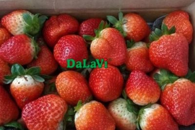 Trái cây đặc sản Đà Lạt có những loại nào? Nên mua trái cây Đà Lạt ở đâu?