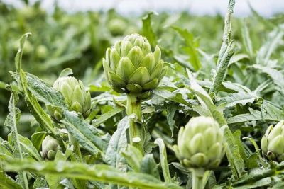Cây giống Atiso Đà Lạt tại Dalavi Farm
