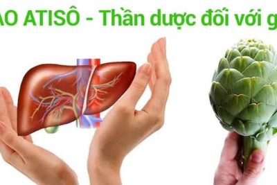 6 công dụng của atiso Đà Lạt có thể bạn chưa biết