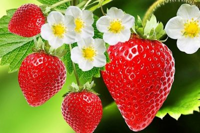 Giảm cân bằng dâu tây Đà Lạt có hiệu quả không? Giá 1 kg dâu hiện nay là bao nhiêu?