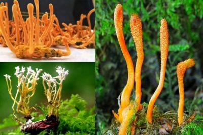 Đông trùng hạ thảo tươi là gì? Công dụng của đông trùng hạ thảo tươi