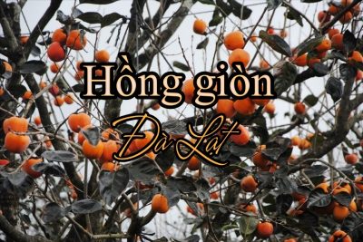 Hồng giòn Đà Lạt có vào tháng mấy? Mua hồng mùa nào là ngon nhất?