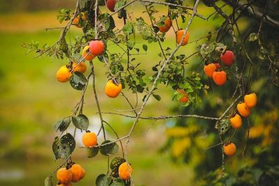 Bạn có biết: Giá trị dinh dưỡng của hồng giòn