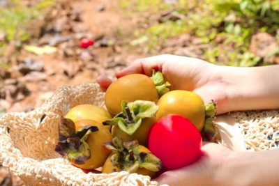 Hồng giòn Đà Lạt có mấy loại? Cách ủ hồng giòn ngon nhất từ bếp của mẹ